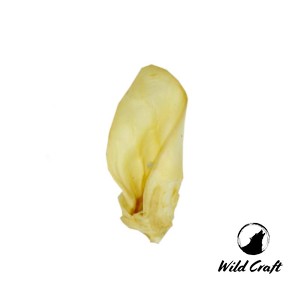 Ucho Cielęce Białe