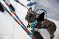 zestaw rainbow paws buldogi.jpg