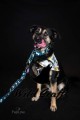 zestaw póózacisk camp dog.jpg