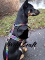 szelki rainbow paws.jpg