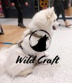 samojed szelki aztec 2.jpg