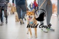 szelki shiba aztec.jpg
