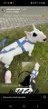 zestaw pitbull foxy.jpg